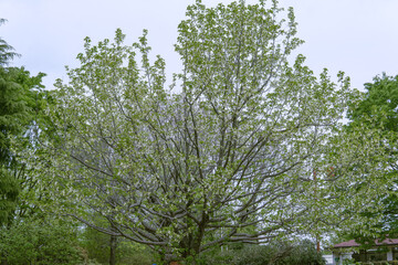 ハンカチノキ（Davidia involucrata）／白い苞葉がひらひらしたハンカチのように見える木【ミズキ科】埼玉県・4月