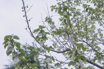 ハンカチノキ（Davidia involucrata）／花びら状の白い苞葉と前年にできた果実【ミズキ科】埼玉県・4月