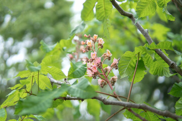 ベニバナトチノキ（Aesculus × carnea）（マロニエとアカバナトチノキの交雑種）／雌しべが突き出した両性花と雄しべだけの雄花・4月