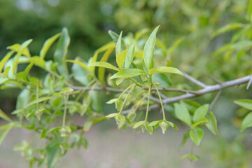 ツクバネガキ（Diospyros rhombifolia）／枝先にぶら下がる結実した果実・4月