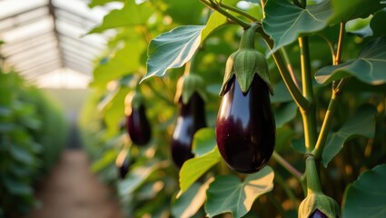 Aubergine eggplant vegetation in a greenhouse.