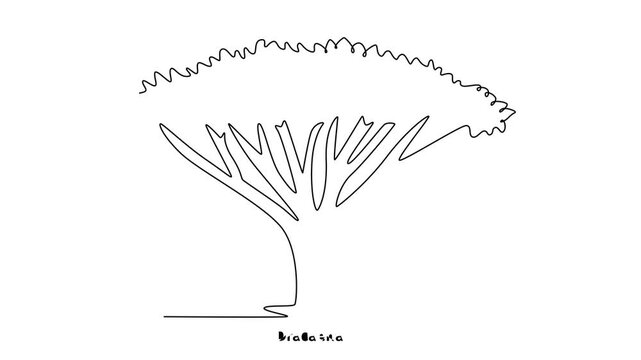 Dracaena. Tree and flower concept. Single line draw design. Full length animation illustration. High quality 4k footage