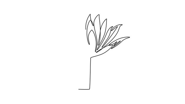 Lily. Tree and flower concept. Single line draw design. Full length animation illustration. High quality 4k footage
