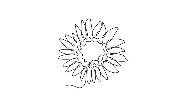 Sunflower. Tree and flower concept. Single line draw design. Full length animation illustration. High quality 4k footage