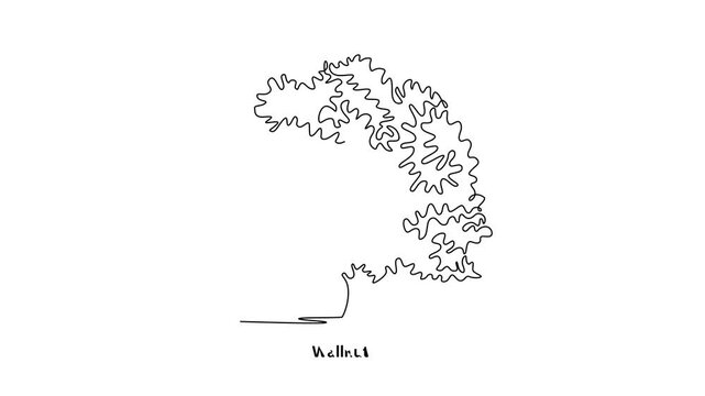 Wallnut. Tree and flower concept. Single line draw design. Full length animation illustration. High quality 4k footage