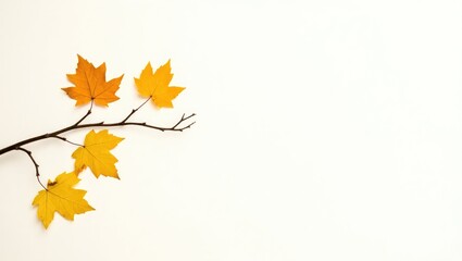 Autumn arrangement. Fallen yellow leaves with branches. Top angle view. Minimalistic concept. Blank space.