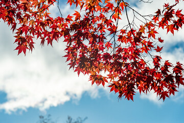 蓼科湖 紅葉