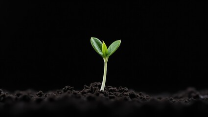 A cannabis sprout emerges from the soil. Cannabis sprout against a black backdrop. On a black backdrop, a young plant rises from the ground. A sprout in the soil.