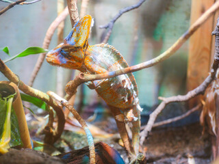 Iguana perching on a branch