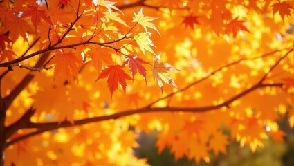 Colorful autumn fall maple tree leaves in vibrant orange.