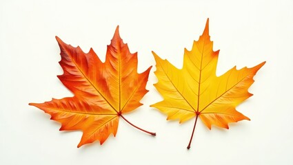 Fototapeta premium Close-up of two cherry tree autumn leaves set against a white background.