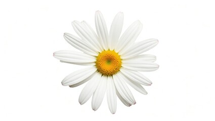 Obraz premium Beautiful white Daisy featuring a touch of pink, set against a white background, with a clipping path included.