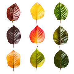 Fototapeta premium Vibrant Autumn Leaves Colorful Foliage Nature Beauty