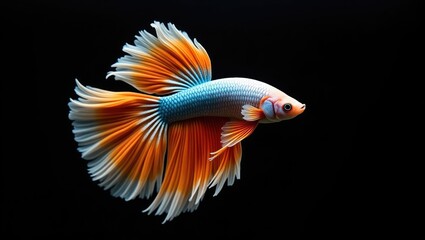 Fototapeta premium Siamese Fighting fish, colorful betta, Fish depicted against a black background. The movement of the fish turning its head in different directions while swimming.