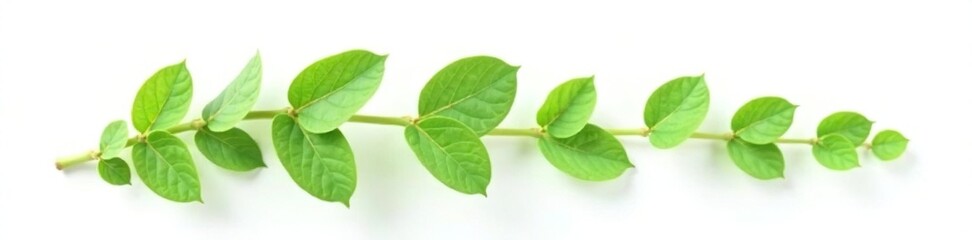 Sprig of small leaves on white background isolated, green, leafy greens