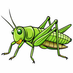 grasshopper on a white background