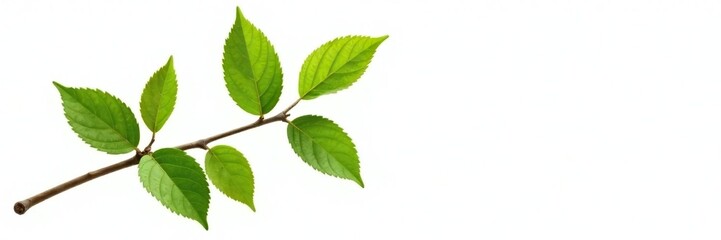 Single branch with leaves isolated on white background, foliage, nature