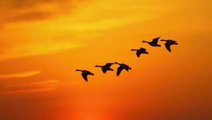 Obraz premium Canada Goose Guiding Remaining Flock During Migration South at Sunset