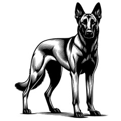 Hand drawn Malinois in full-body, vector sketch isolated on white background, SVG vector	