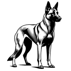 Hand drawn Malinois in full-body, vector sketch isolated on white background, SVG vector	