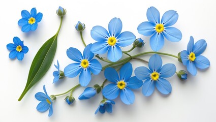 Forget-me-not flowers arranged on a white background. Flat lay.