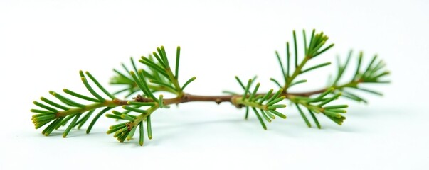 Sprig of fir needles against white background, natural, evergreen