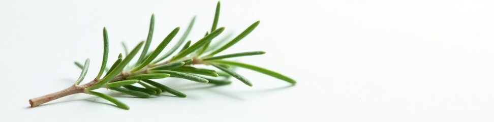 Obraz premium Sprig of rosemary on white background with subtle highlights, herb, minimalist