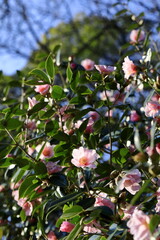 Obraz premium ピンクの椿