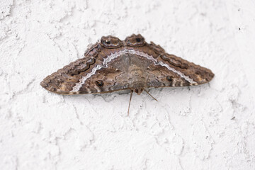 Black witch moth on a stucco wall in South Florida known as a bad omen or harbinger