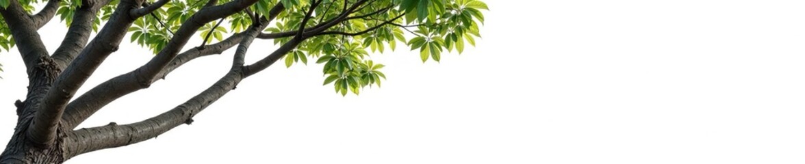 Fototapeta premium Twisted tree branches against a crisp white background, nature, abstract, foliage