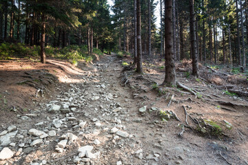 Czerwony szlak g&oacute;rski na Radziejową w Beskidzie Sądeckim