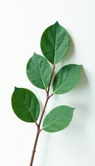 Obraz premium Single eucalyptus leaf displayed against a clean white surface, eucalyptus, simple shapes