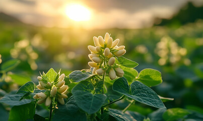 Fototapeta premium Delicate White Flowers In A Lush Green Field At Sunrise