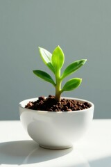 Small succulent plant growing in a shallow white bowl, stem, succulent