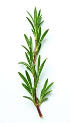 Obraz premium Sprig of rosemary isolated on white background, foliage, herbaceous