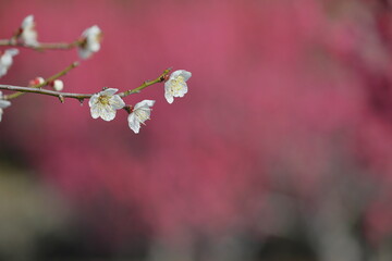 日本の梅