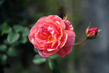 セクシーな赤いバラ