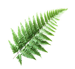 Lush Green Fern Leaves Isolated in white & transparent