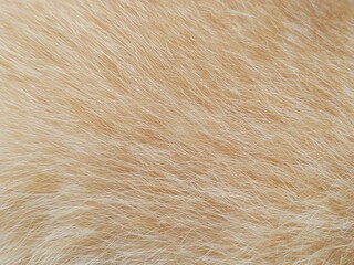 Cat dander can be harmful to human health because it can transmit diseases, allergies, and respiratory irritation.