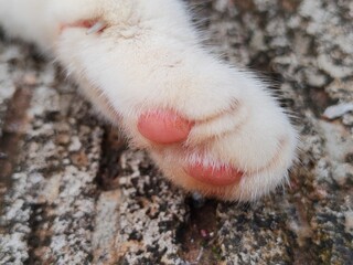 Cat dander can be harmful to human health because it can transmit diseases, allergies, and respiratory irritation.