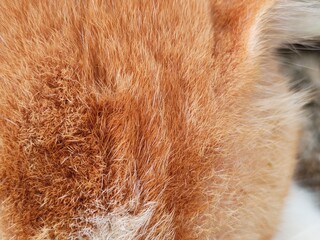 Cat dander can be harmful to human health because it can transmit diseases, allergies, and respiratory irritation.