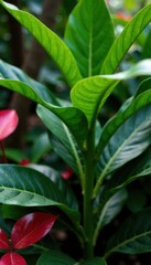 Palm tree with Monstera and Philodendron leaves in a garden , monstera, foliage, outdoor setting
