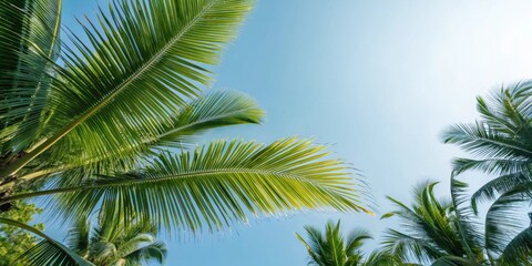Fototapeta premium A low angle view of a vibrant palm tree frond against a bright blue sky with sunbeams streaming through the leaves.