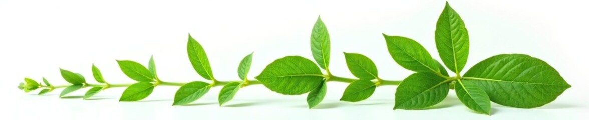 Fototapeta premium Delicate green plant isolated on white background, isolated object, garden