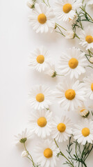 Fototapeta premium Delicate Daisy Wreath on White Background 