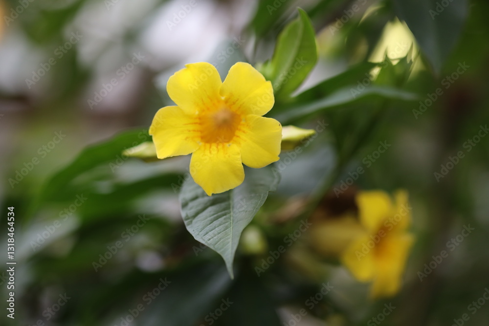 Poster a bright yellow flower with green leaves in a close-up shot, great for adding some color to your des