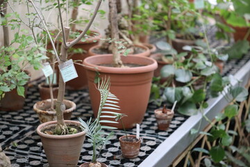Group of potted plants arranged on a table, suitable for office or home decor.