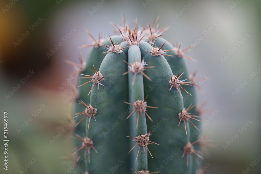Poster A close-up view of a prickly pear cactus with sharp spines and vibrant green stem.