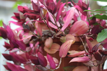 Close-up photo of a pink flower with delicate petals and center, suitable for use in botanical or floral designs.