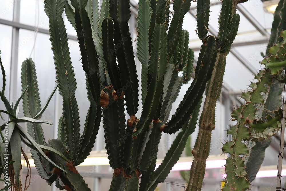 Poster group of cacti plants in a controlled environment.